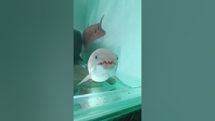 Gio Maulana You definitely don't have this fish! #ornamentalfish #fish #aquarium