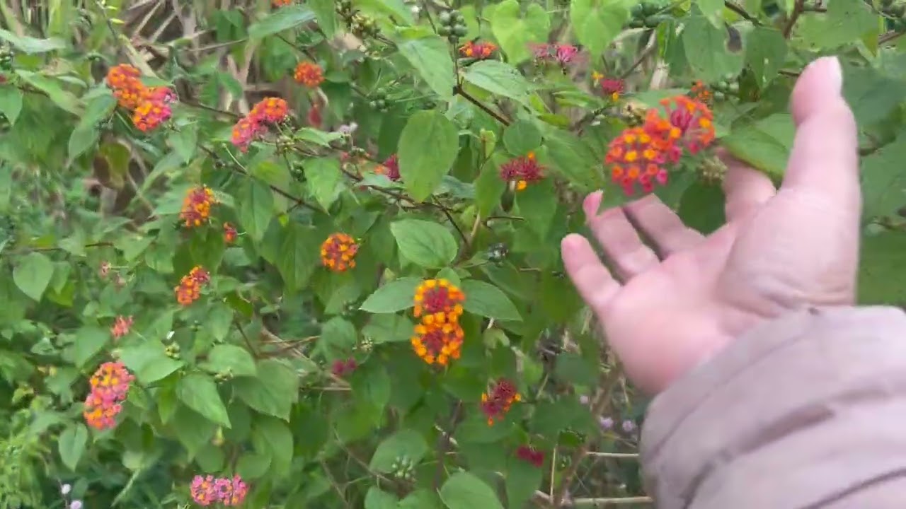 Sáng sớm dạo xung quanh vườn nhà. #HBotcuocsongnongthon