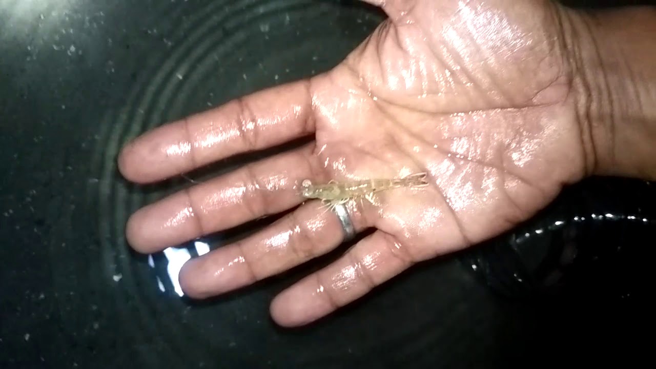 #mencari udang di malam hari#