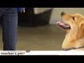 Taking Treats Gently | Teacher's Pet With Victoria Stilwell Taking Treats Gently | Teacher's Pet With Victoria Stilwell