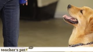 Taking Treats Gently | Teacher's Pet With Victoria Stilwell screenshot 5