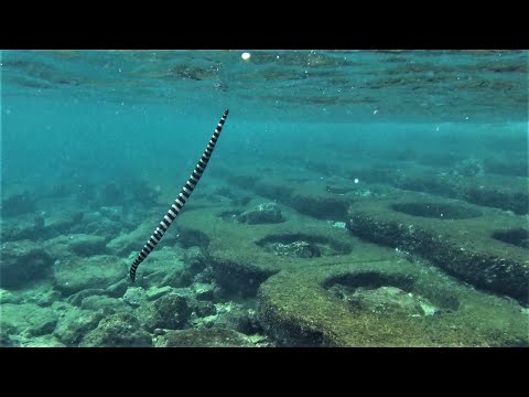 SWIMMING WITH ONE OF THE WORLD'S MOST VENOMOUS SNAKES |  BLACK-BANDED SEA KRAIT