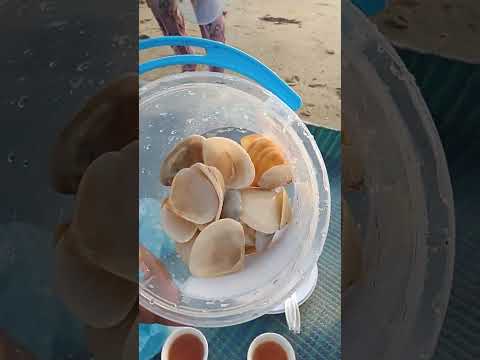 تجميع الصدف
