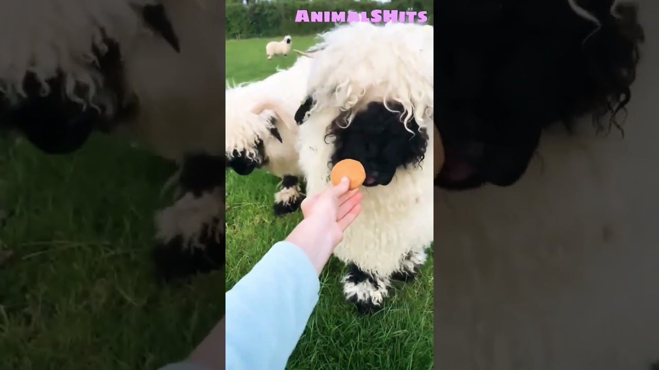 Funny Sheep 🐑 Смешные Животные 😄 