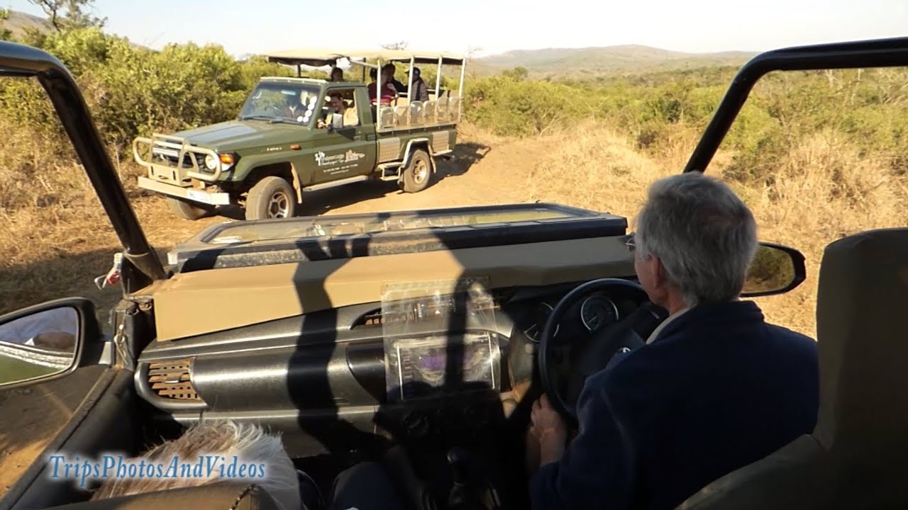 Южноафриканское сафари в парке Хлухлуве Имфолози. (2019)