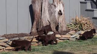 Labrador Retriever Puppies For Sale