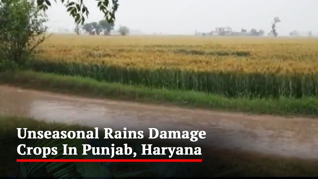 Unseasonal Rains Damage Crops In Punjab, Haryana - YouTube