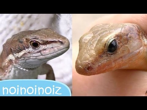 ニホントカゲ素手捕獲 カナヘビとの違いを観察 婚姻色 幼体 Japanese Lizard Hunt And Observation Youtube