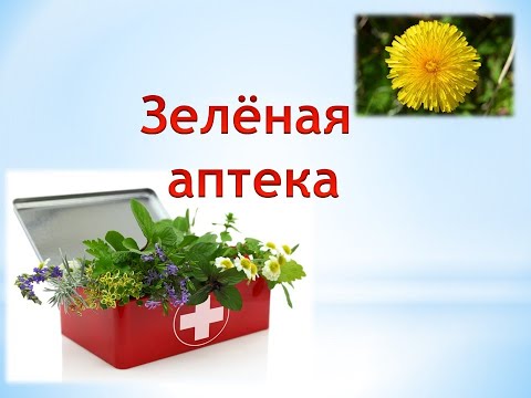 Зелёная аптека. Одуванчик.