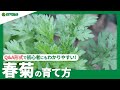 ☘17:春菊（シュンギク）の育て方｜おすすめの品種や種まきのタイミング、収穫方法などもご紹介｜【PlantiaQ&A】ガーデニングのお悩み解決！植物の情報、育て方を