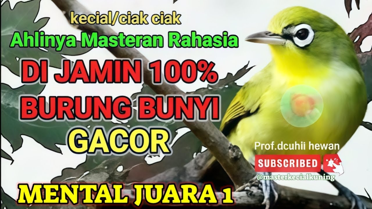 Joss Master Kecial Kuning Ciak Ciak Gacor Banget,Burung Tambah Gacor,Pancingan Burung Kecial juara