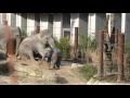 オスゾウに転ばされる子象Omysha　2016 0129