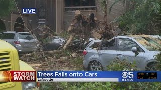 Crews Remove Massive Fallen Tree In Lafayette