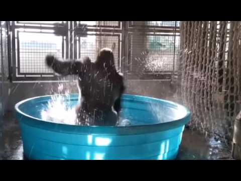 Зажигательный танец гориллы в бассейне. Горилла танцует в бассейне.