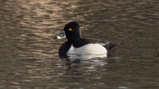 Ring-Necked Duck at Nepean Pond