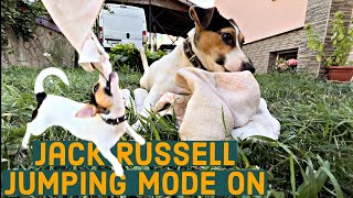 Jack Russell Terrier vs Towel  4K DOG VIDEO #shotoniphone