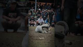 Download Lagu Hudang jang 😎 #domba #dombagarut #CungurFotret #sukadomba #goat MP3 Download Lagu Hudang jang 😎 #domba #dombagarut #CungurFotret #sukadomba #goat MP3