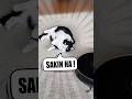 Kaka yapan kedi tespit edildi #cat #funny #konusankediler