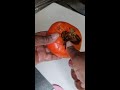 CUTTING FRUIT