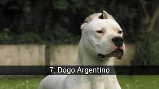 De Ren Van Honden Meest Dappere En Trouwe