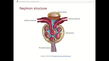 Mathematical modeling of physiological systems: Kidney autoregulation (Part 1)