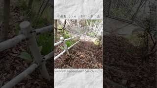 平羅島（へらしま）・中ノ島（なかのしま）in Hiroshima,Setouchi #Shorts