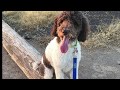 3 Year old Poodle ~Miss Duffy~ Best Poodle Trainers in Arizona 3 Year old Poodle ~Miss Duffy~ Best Poodle Trainers in Arizona