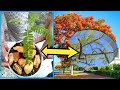 How to plant flame fire tree from seeds  cess nook