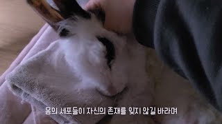 나이 든 나의 토끼와 함께하는 새벽