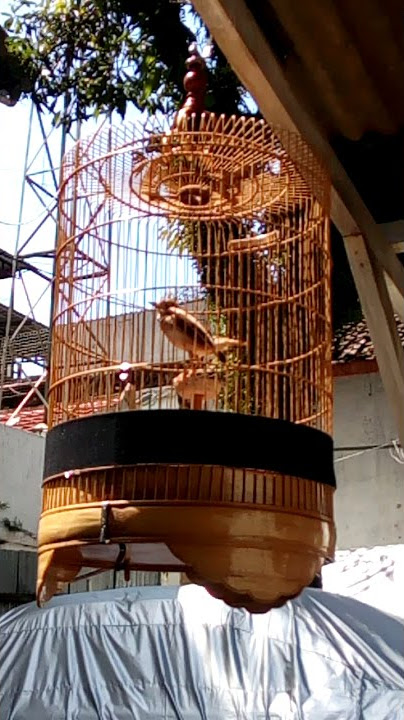 Pakling gacor wa iwan