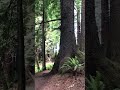 Redwoods