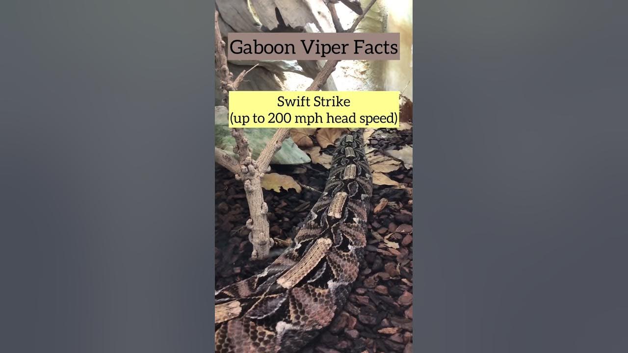 dangerous-viper-ever-gaboon-viper-facts-youtube