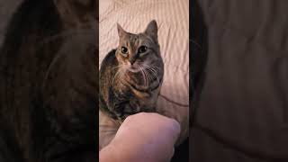 LIFE IN ILLINOIS♥️That innocent look of our Kitty Memeng FLASH #fist &amp; head bump!