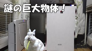 救世主？？巨大な白い物体がうさぎ部屋に現れた…