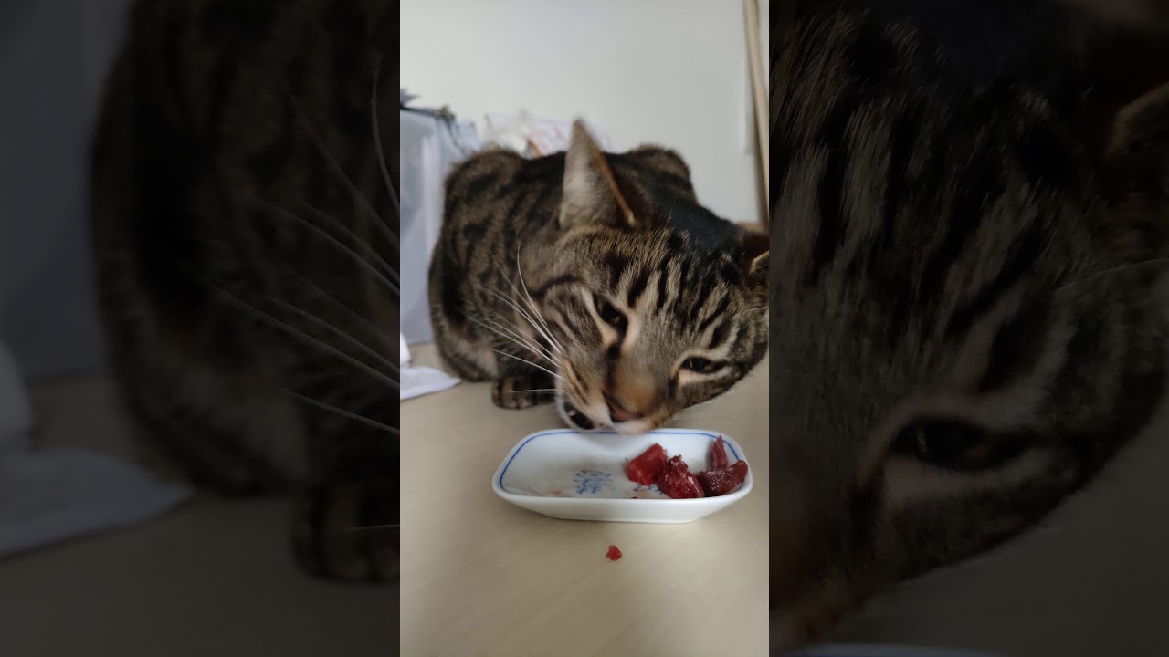猫大战超靭牛肉😿 Cat vs Tough Beef - YouTube