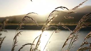 Find Your Inner Peace: Relaxing Yoga with Soothing Music || True Soul Meditation