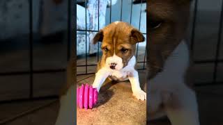 Tafari, Red & White Basenji Male #basenji #puppiesofinstagram #hypoallergenic by Mwimbaji Basenji of Utah 82 views 3 months ago 2 minutes, 56 seconds