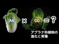 アブラナ科植物の進化と育種 (後編・植物育種学)