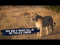 REST IN PEACE TSALALA LIONESS - THE RISE AND FALL OF THE TSALALA QUEEN - SABI SANDS GAME RESERVE