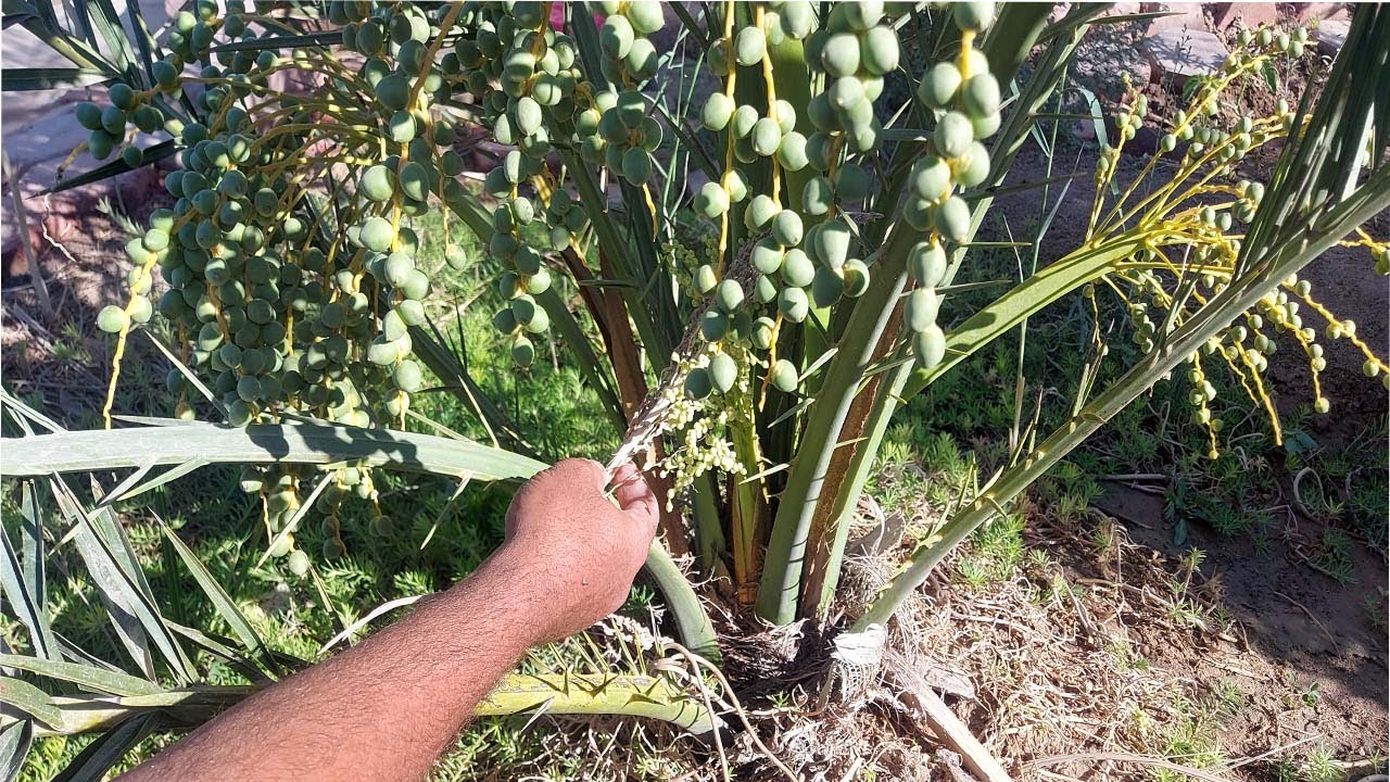 يطلع مرتين بالسنه نخيل البريم#نخيل البريم