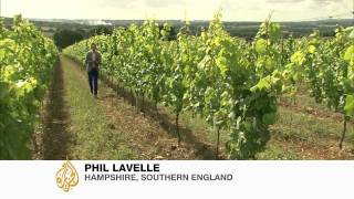 UK vineyard numbers on the rise