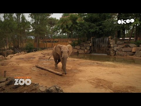 Vidéo: Qu'est-il arrivé à Jabu l'éléphant ?