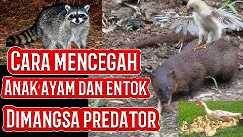PENCEGAHAN HAMA/PREDATOR YANG SUKA MEM4N6SA ANAK ENTOK/AYAM/BEBEK | AMPUH.