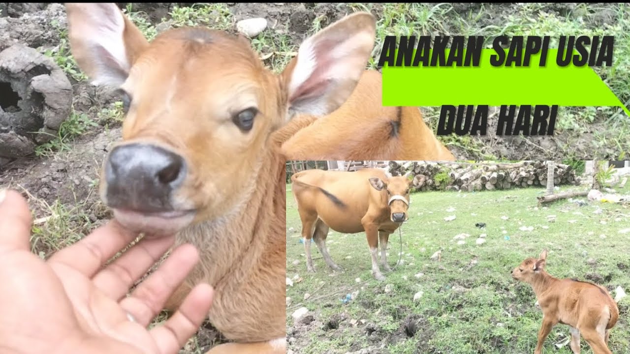 Sapi Timor PERANAKAN SAPI TIMOR | USIA DUA HARI - YouTube