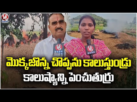 Farmers Burning Corn Cobs in Jagital Causing Pollution | V6 News - V6NEWSTELUGU