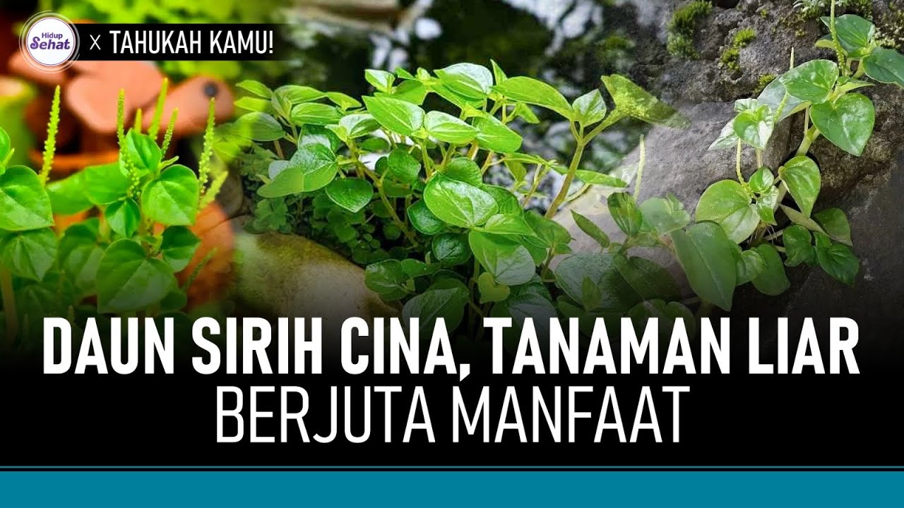 Manfaat Daun Sirih Cina, Atasi Rambut Rontok Hingga Nyeri Sendi? | Hidup Sehat tvOne