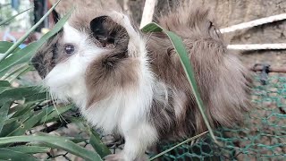 funny animal videos 2023  Cute Baby mouse video # 25