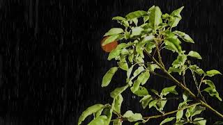 Piano Music and Rain Sounds for Sleeping No Ads 🎼🌧️Relaxing Music for Sleep, Study and Heal 💤