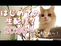 子猫の生配信！一緒にちゅ〜るたべよ！