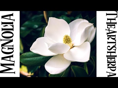 Magnolia Flower botanical Acrylic painting Step by step  | TheArtSherpa